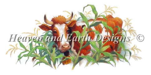 The Cows in The Corn - Click Image to Close